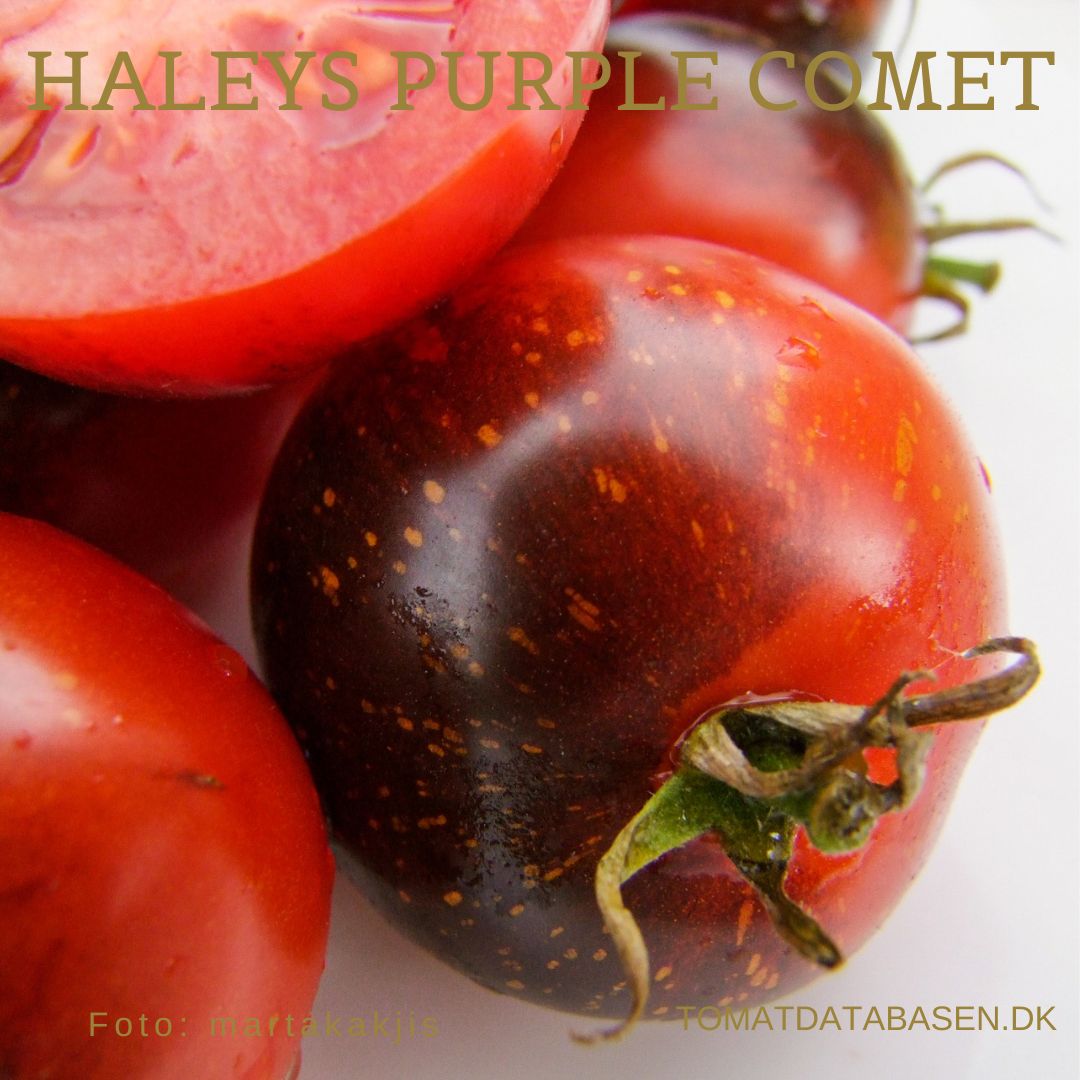 Haley's Purple Comet